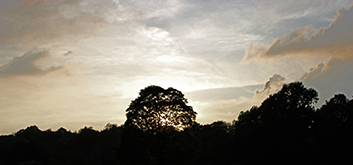 Sunset Treeline